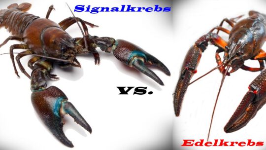 Signal- vs. Edelkrebs